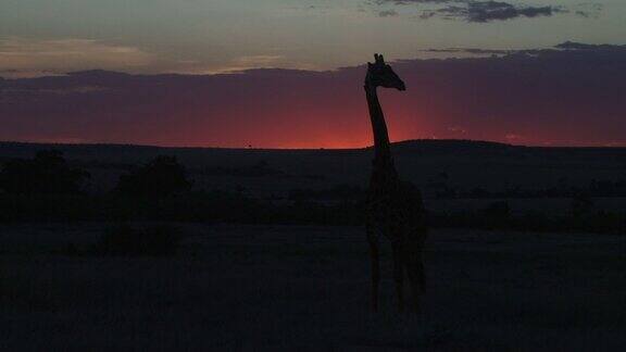 落日下长颈鹿的脖子