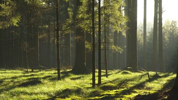 夏日阳光明媚的森林美景(4K)