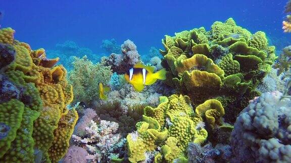 小丑鱼和黄色硬珊瑚