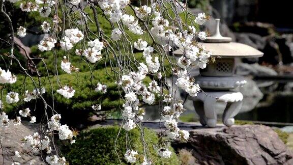 高清:日本花园(视频)