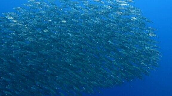 海景与学校大眼睛鲭鱼在珊瑚礁的加勒比海