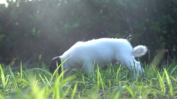可爱的小狗在草地上玩耍的照片