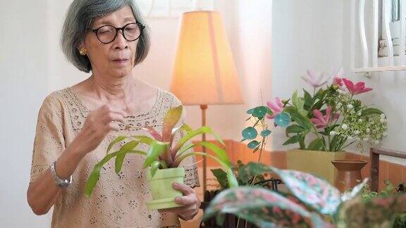 老妇人在家里种植盆栽植物