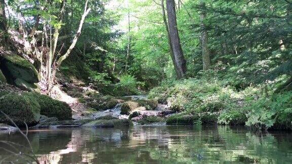 森林中的河流