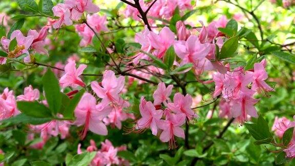 花园里盛开着美丽的粉红色杜鹃花