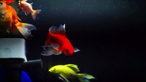 漂亮的鱼全彩色水族馆的股票镜头