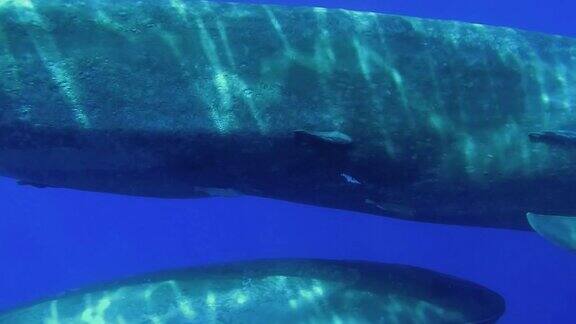 两只蓝鲸妈妈和小鲸鱼在阳光下慢慢地在蓝色的水中游泳蓝鲸-须鲸目印度洋斯里兰卡