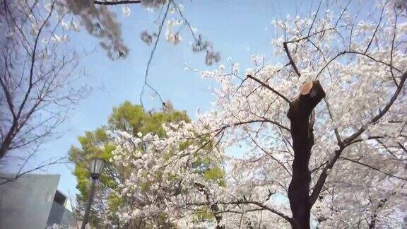 樱花盛开在千代田区九段市东京