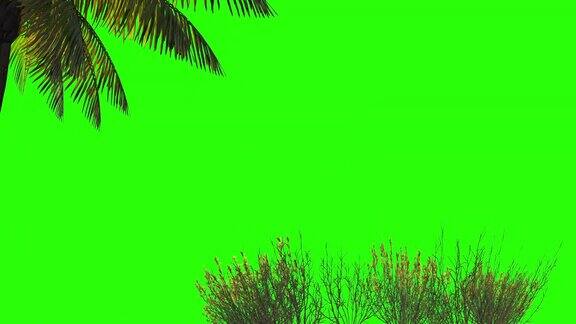3d渲染设计棕榈树和草地上的绿色背景绿色屏幕为键控和alpha通道