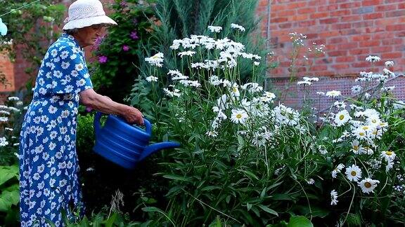 年长的妇女在花园里工作浇花