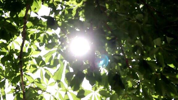夏日的阳光透过树木的绿叶照射下来