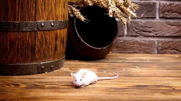 乡村背景上的小白鼠
