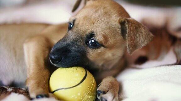 小狗小狗在啃一个黄色的球