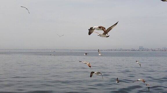 在土耳其的伊斯坦布尔海鸥在海上跟着一艘船