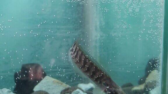 近距离的chanannaAsiatica鱼或彩虹蛇头在水族馆