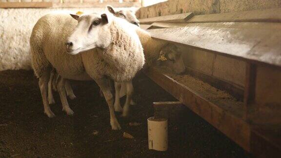 羊在食槽里吃饲料