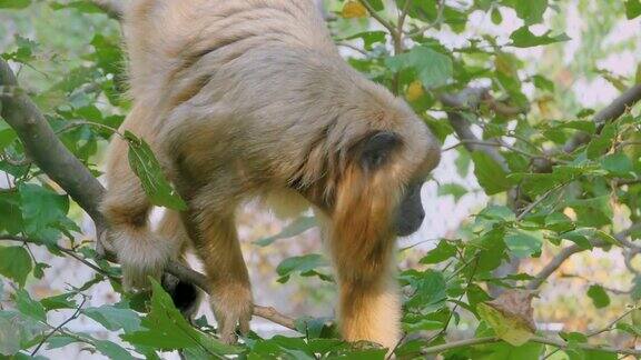 棕色吼猴坐在树枝上