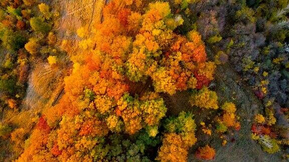 顶视图的秋天落叶森林在日落秋天的橡树林