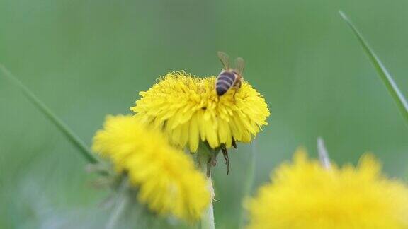蜜蜂采集花蜜在黄色蒲公英花盛开在夏季草地在绿色阳光的花园
