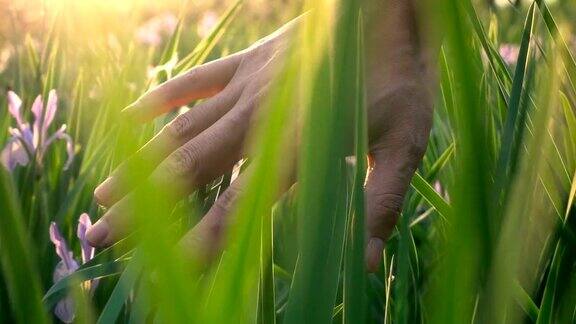 用手触摸阳光下的小草