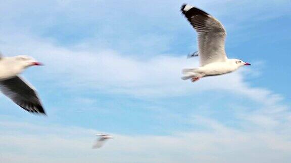 海鸥鸟在蓝天下慢动作飞翔