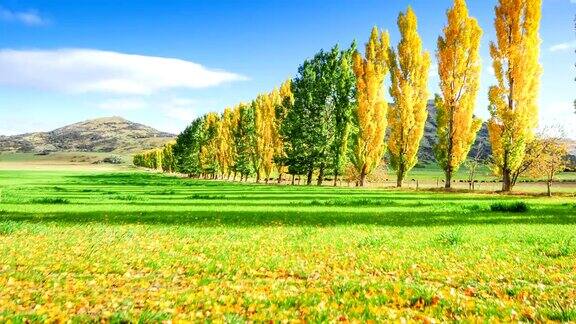 时光流逝公园里的秋树和蓝天箭镇新西兰
