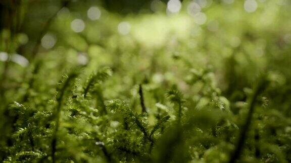 生机勃勃的绿草特写绿草微距近草地上的露珠