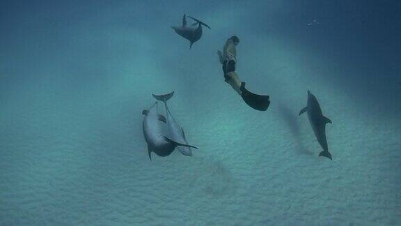 海豚和名潜水员