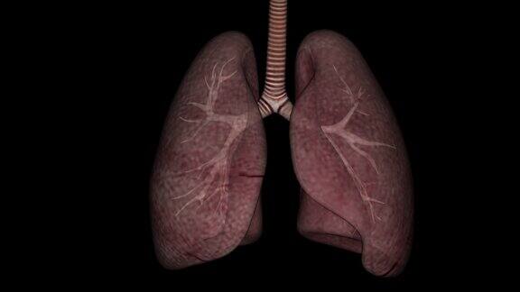 肺模拟