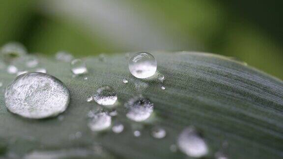 微距拍摄露珠清晨的雨点落在绿色植物的叶子上