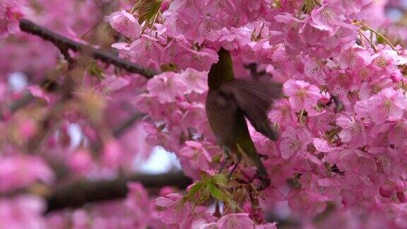 日本白眼和樱花