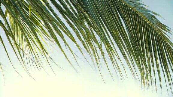 近距离拍摄热带椰子叶在风中摇曳的慢镜头