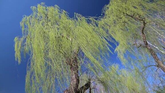绿色的柳树与小新鲜的叶子在早春时间