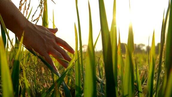 慢镜头:金色的夕阳下人的手抚摸着成熟的稻苗