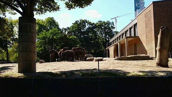 一群大象在阳光明媚的夏日里进食喂养