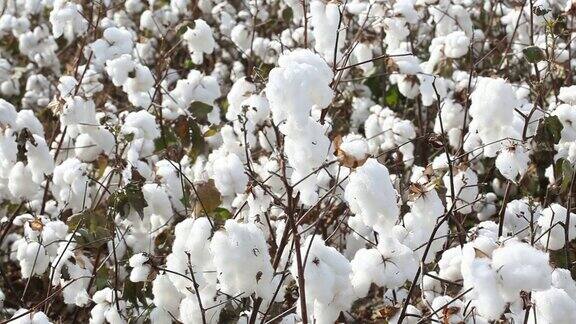 棉花种植场