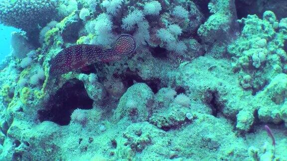 珊瑚礁背景上的石斑鱼