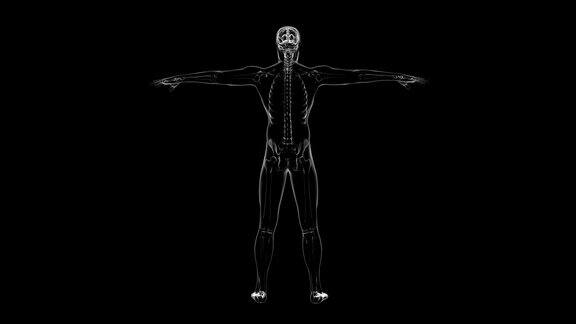 人体骨骼x射线可循环