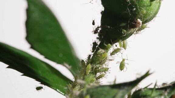 蚜虫:幼嫩植物上的蚜虫