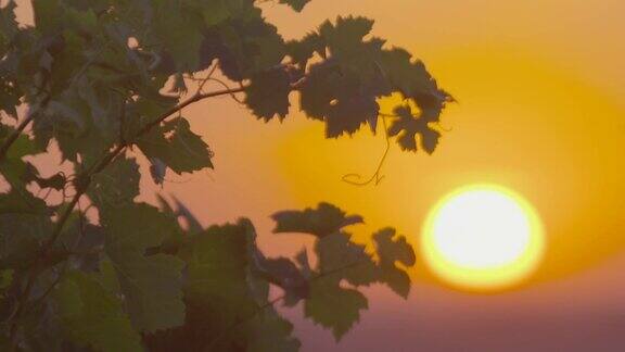 夕阳下葡萄园的藤蔓