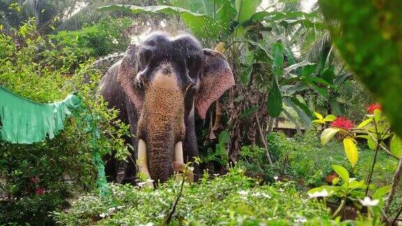 印度喀拉拉邦一只寺庙大象在洗澡