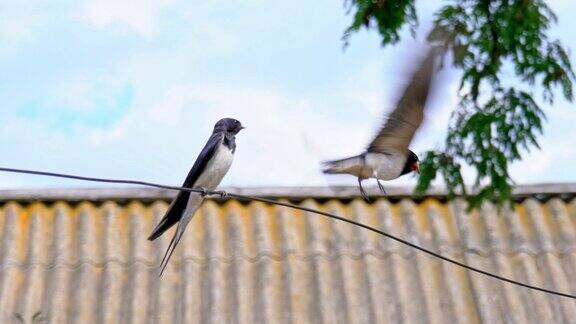 两只燕子并排坐在一根电线上鸟儿们正在为狩猎做准备一只燕子飞走了