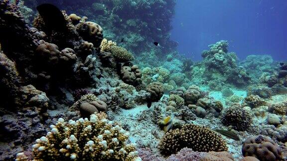 浅层拍摄的视频珊瑚和热带鱼