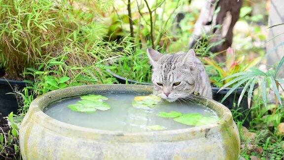 可爱的虎斑猫有着美丽的黄眼睛在绿色花园的莲花陶土盆喝水