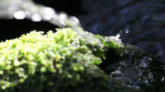 水在苔藓