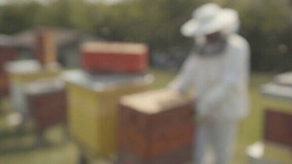 养蜂人移走蜂巢蜜蜂围着他飞60FPS慢镜头