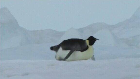 帝企鹅滑行的视频