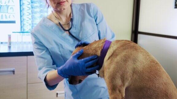 女兽医检查狗耳朵宠物检查在诊所保健