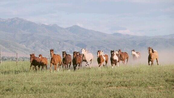 慢镜头美国犹他州的马和牛仔