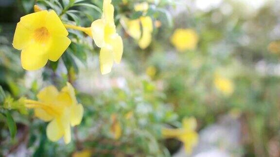 高清摄影车:春天的背景与美丽的黄色花朵